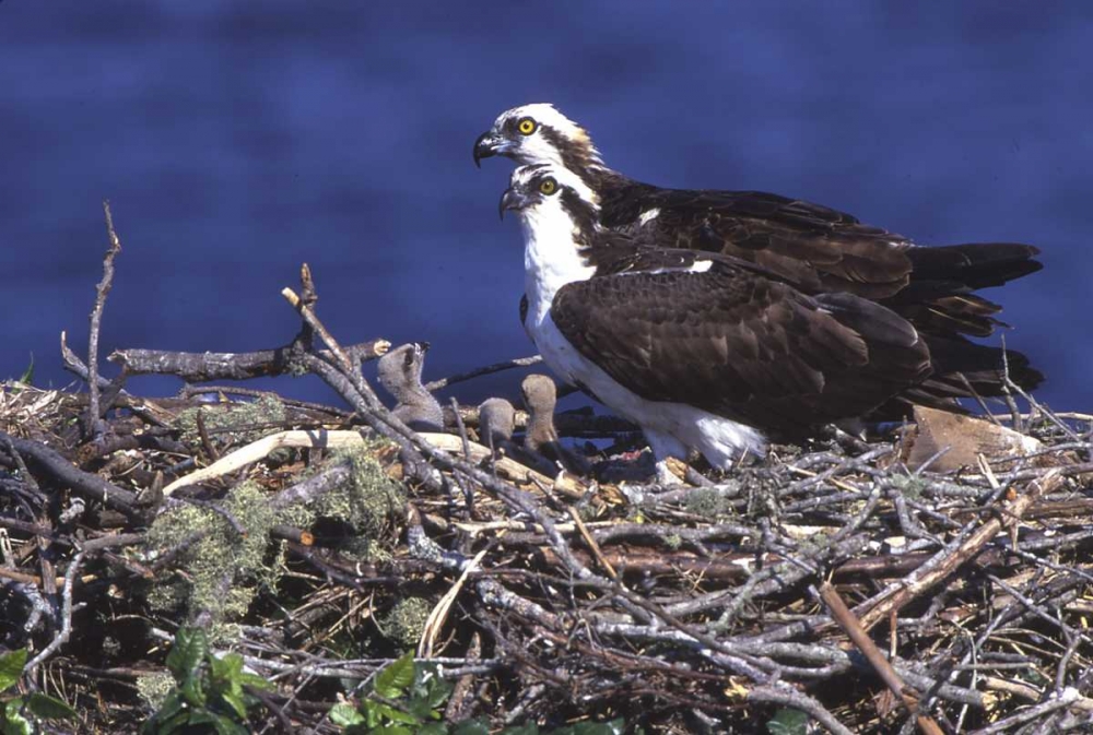 Art Print: FL, Blue Cypress Lake, Osprey and chicks in nest