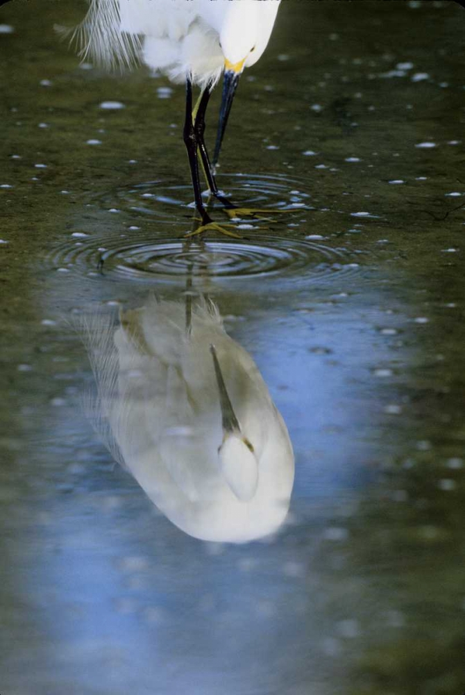 Art Print: Florida Snowy egret  in water hunting