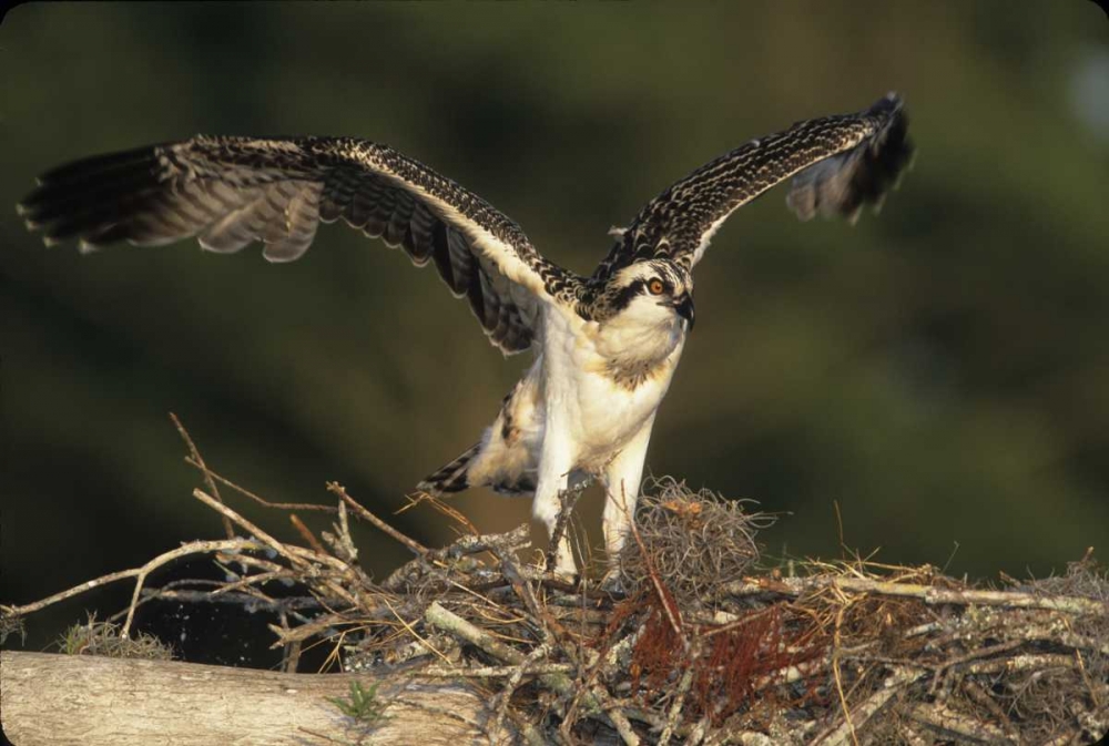 Art Print: FL, Blue Cypress Lake Osprey takes flight