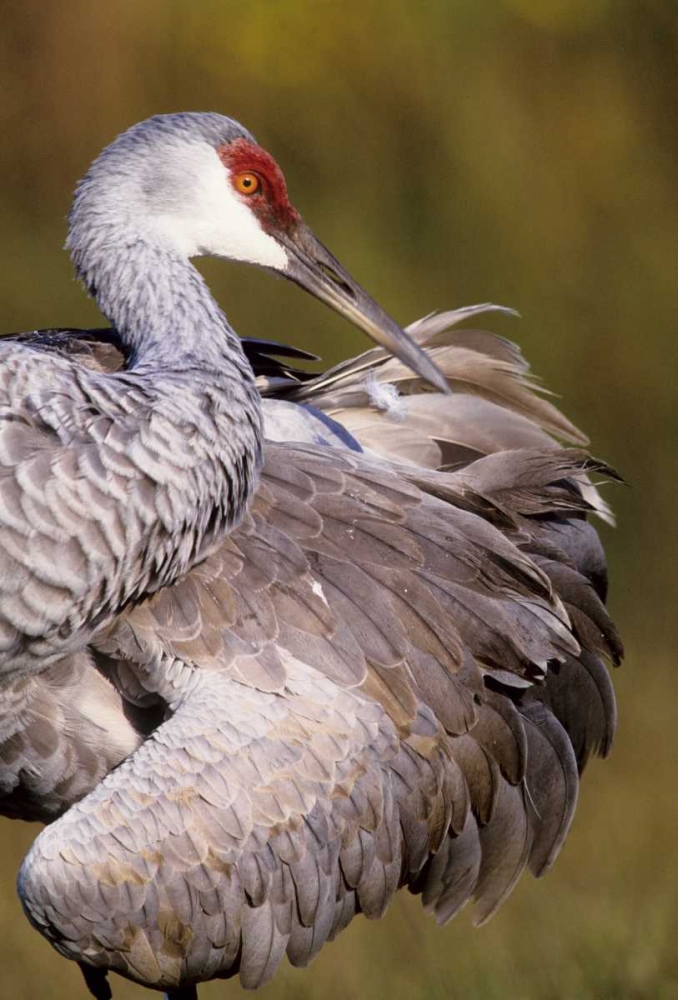 Art Print: USA, Florida Sandhill crane preening feathers