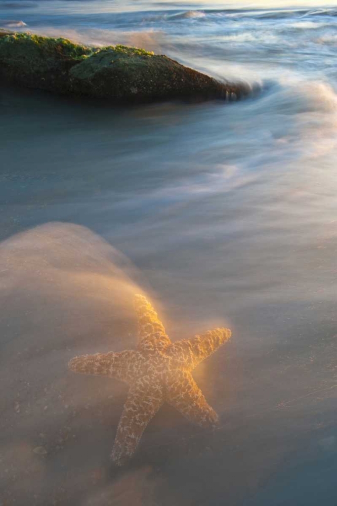 Art Print: USA, Florida, St Augustine