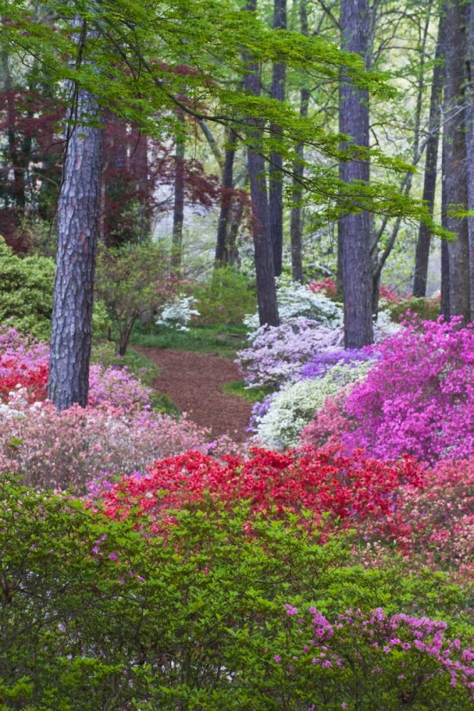 Art Print: USA, Georgia Azalea in full bloom along a path
