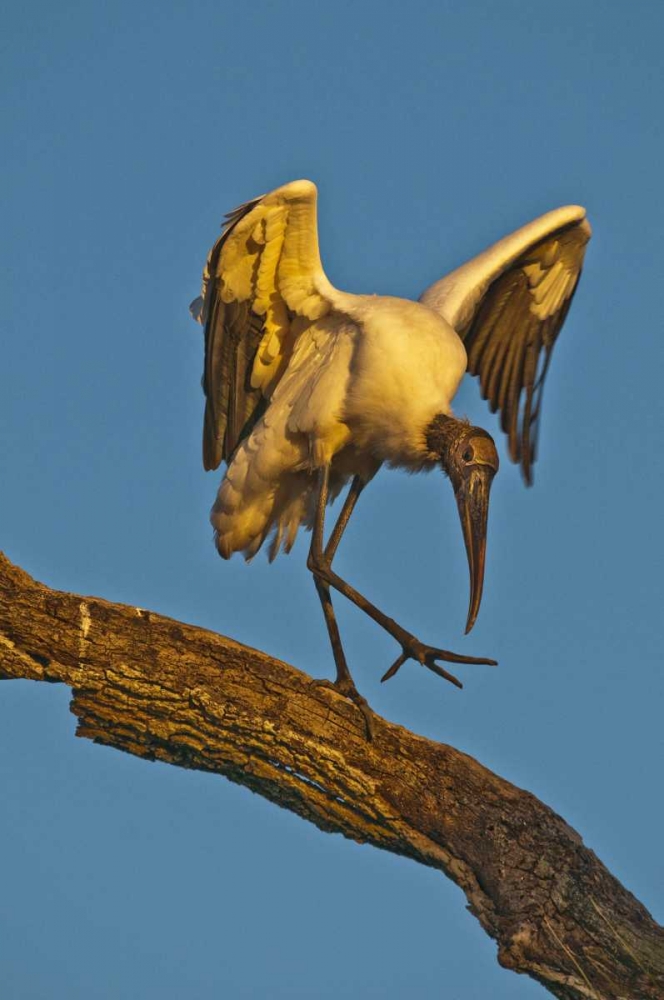 Art Print: FL, St Augustine Wood stork dances on tree limb
