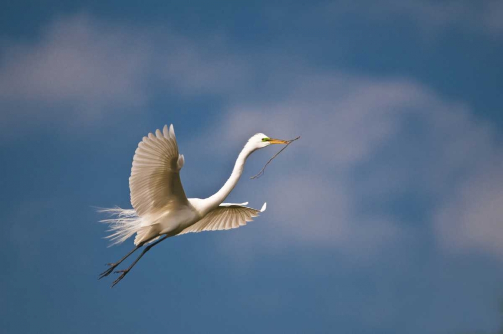 Art Print: FL, St Augustine Great egret in flight
