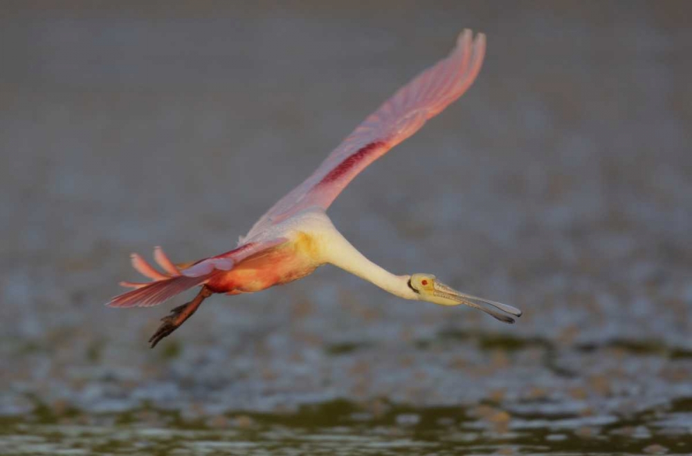 Art Print: FL, Tampa Bay, Alafaya Banks Roseate spoonbill