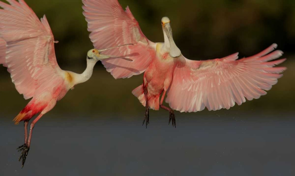 Art Print: FL, Tampa Bay Two roseate spoonbills squabbling