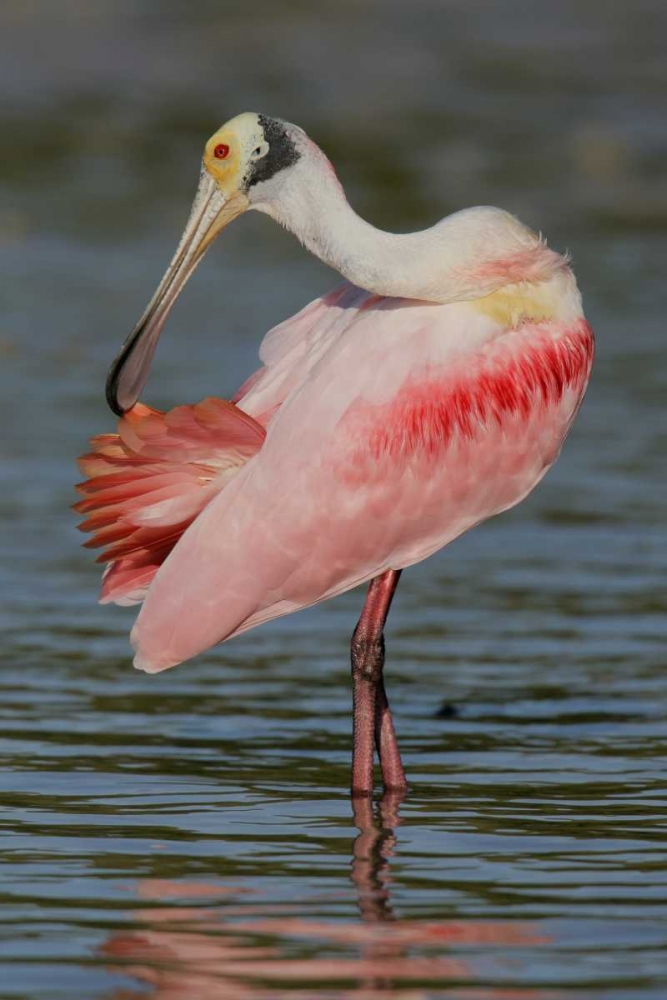 Art Print: FL, Tampa Bay, Alafaya Banks Roseate spoonbill