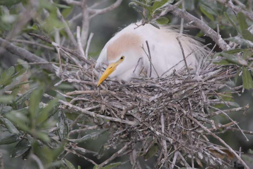 Art Print: FL Cattle egret on nest
