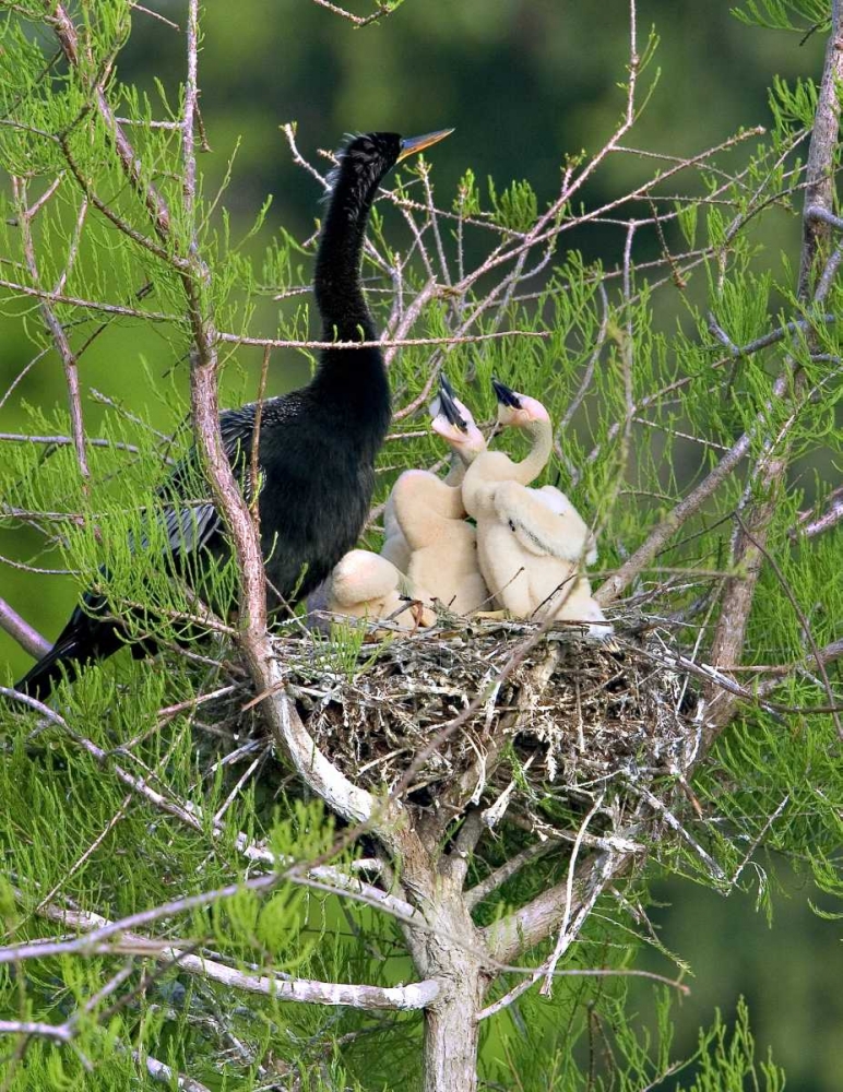 Art Print: USA, Florida Anhinga parent and chicks in nest