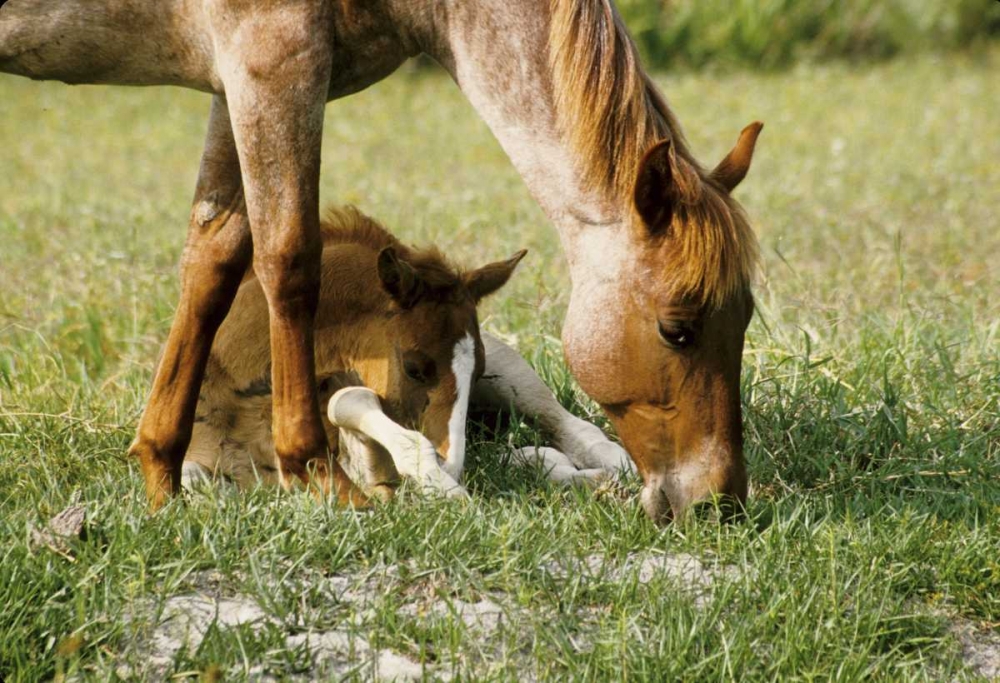 Art Print: USA, Florida Close-up of mare and foal