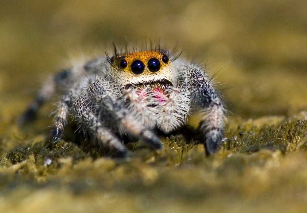 Art Print: USA, Florida Close-up of jumping spider