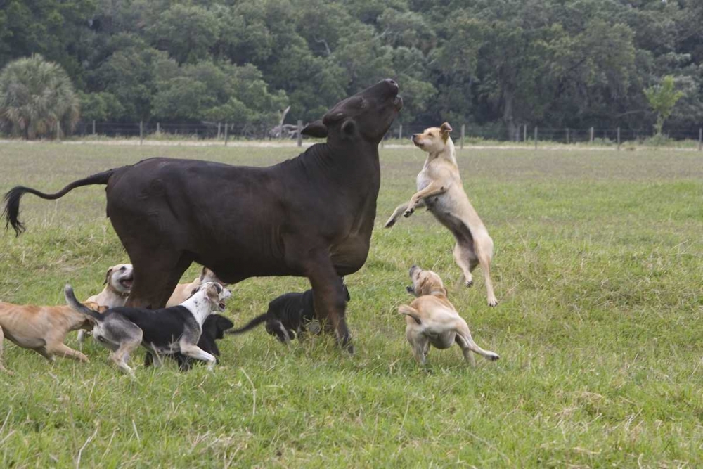 Art Print: FL, Herding Dogs confronts a stray cow