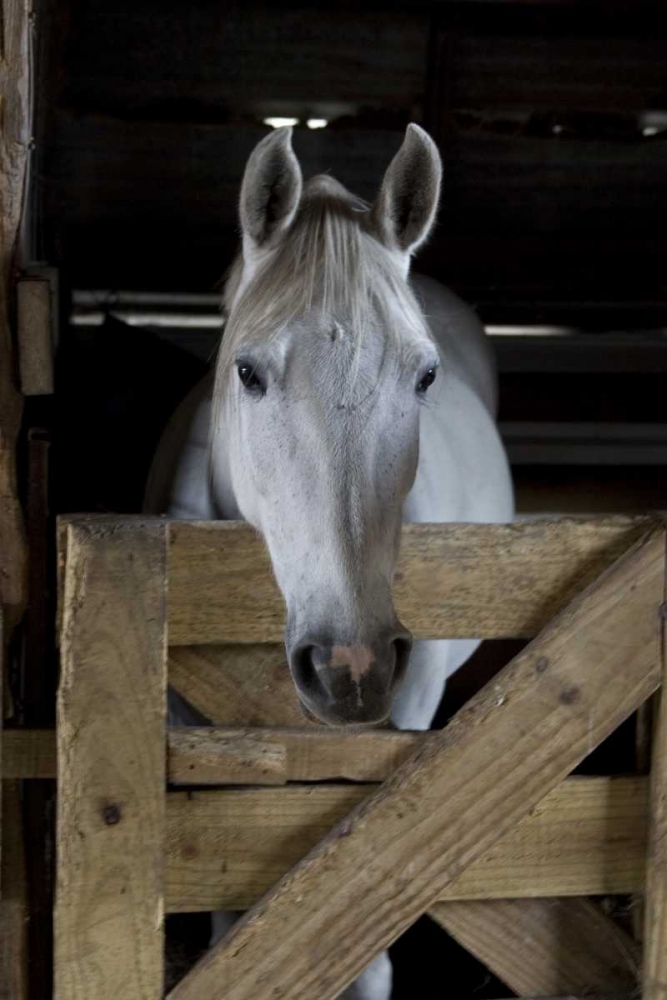 Art Print: USA, Florida Close-up of horse peering over gate