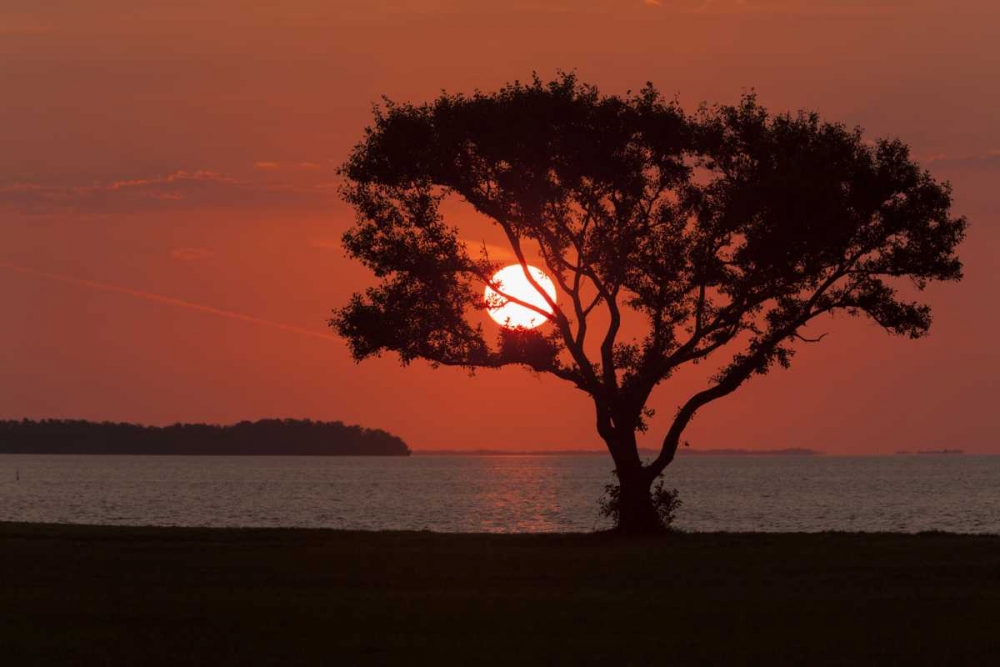 Art Print: FL, Everglades NP, Tree silhouetted at sunrise