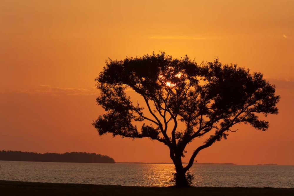 Wall art: FL, Everglades NP, Tree silhouetted at sunrise, by Kaveney, Wendy