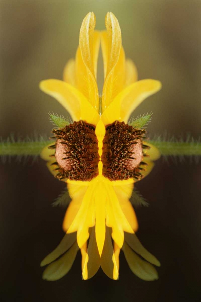 Art Print: USA, Colorado, Boulder Sunflower montage