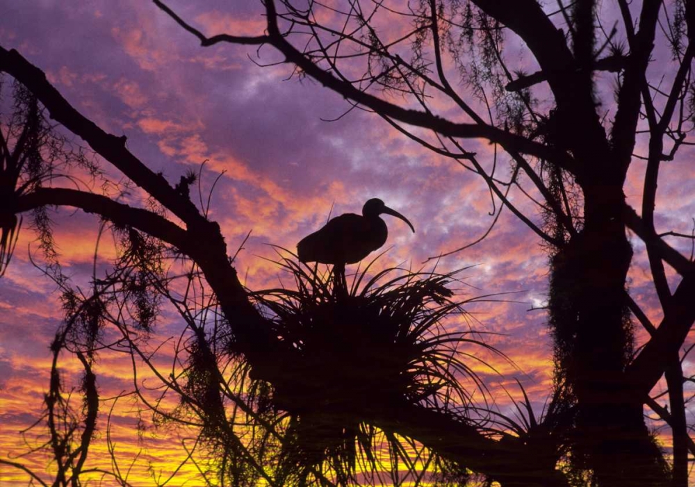 Art Print: USA, Florida Ibis on nest at sunset