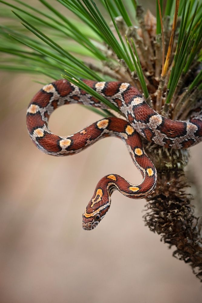 Art Print: Corn Snake in long-leaf pine A docile non-venomous snake found throughout Florida 