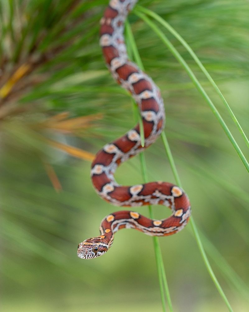 Art Print: Corn Snake in long-leaf pine A docile non-venomous snake found throughout Florida