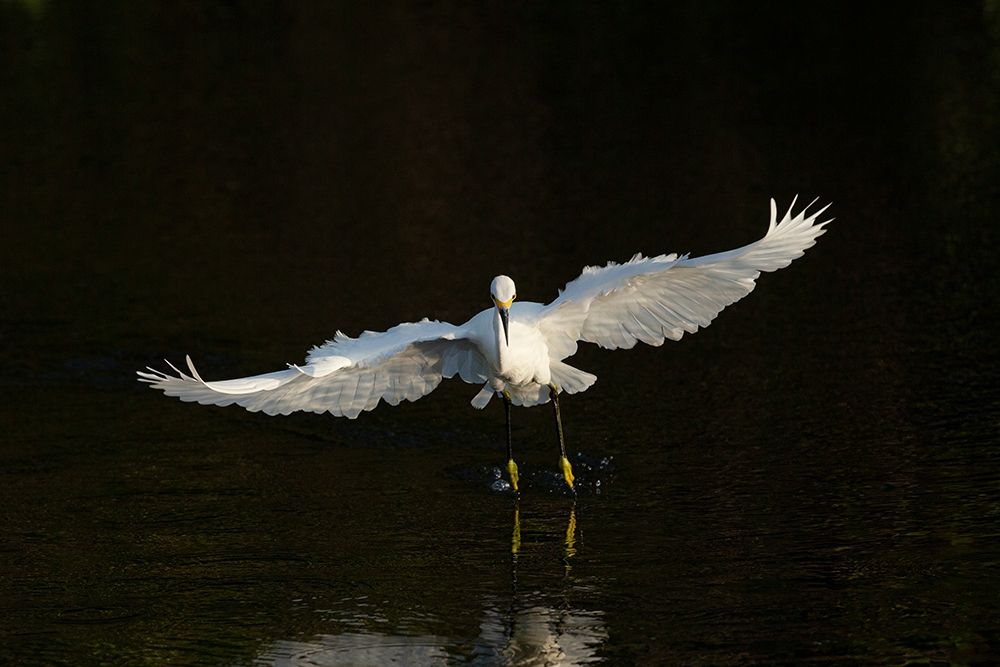 Art Print: Snowy egret hunting-Green Cay Wetlands-Florida