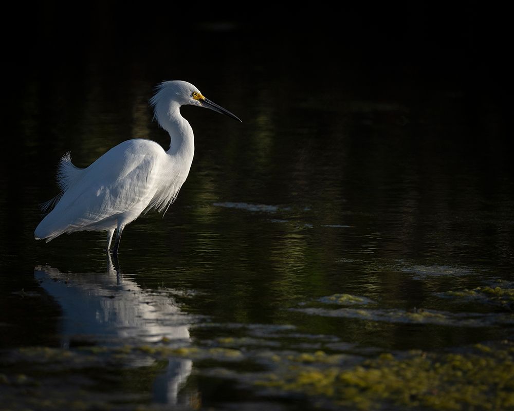 Art Print: Snowy Egret hunting-Merritt Island National Wildlife Refuge-Florida