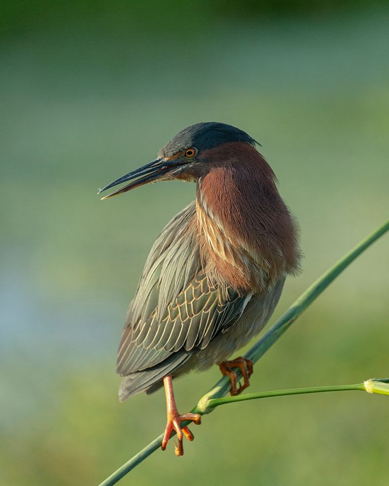 Art Print: Green heron-Butorides virescens-Green Cay Wetlands-Florida