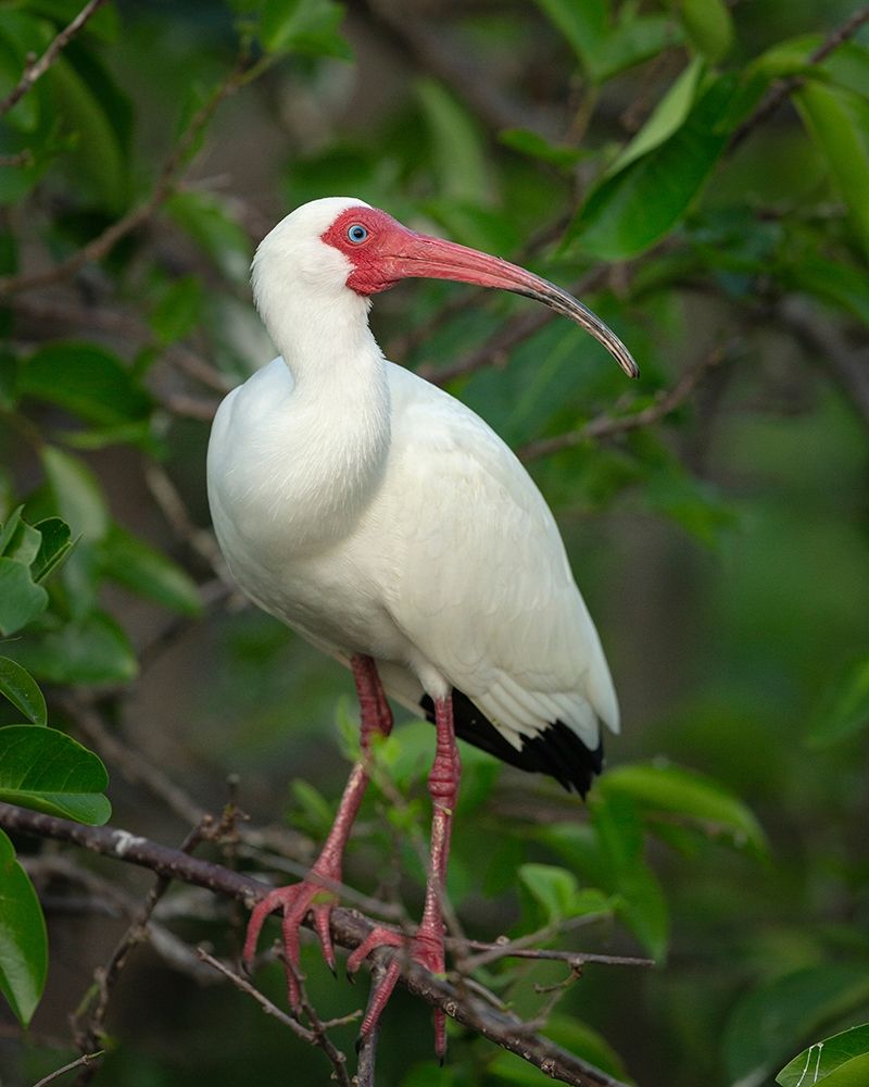 Art Print: White Ibis in breeding colors-Eudocimus albus-Wakodahatchee Wetlands-Florida Rookery