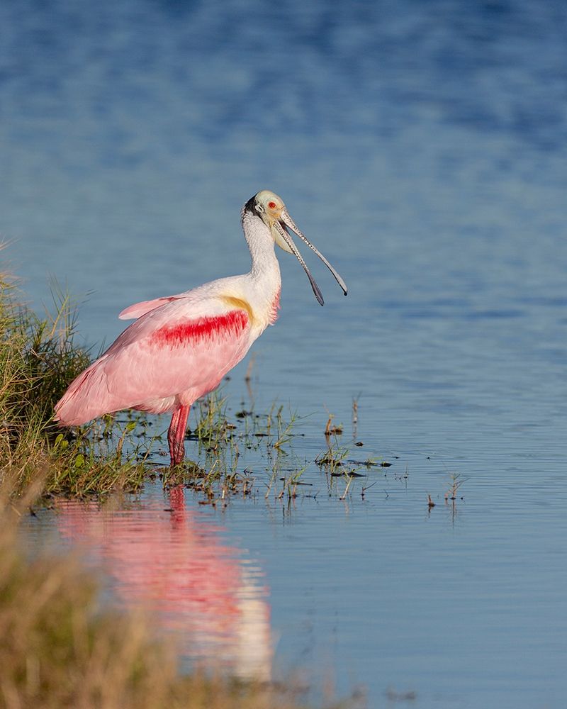 Art Print: Roseate spoonbill agitated-Merritt island National Wildlife Refuge-Florida-USA