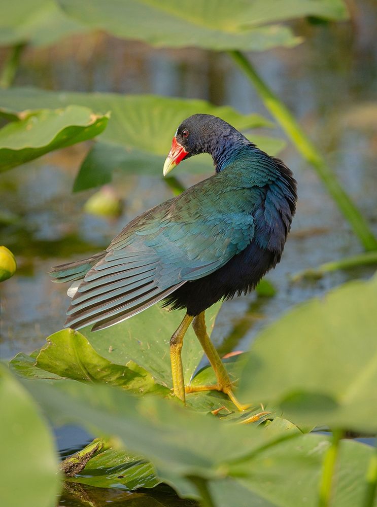 Art Print: Purple gallinule-Arthur R Marshall Loxahatchee National Wildlife Refuge-Marsh Trail-Florida