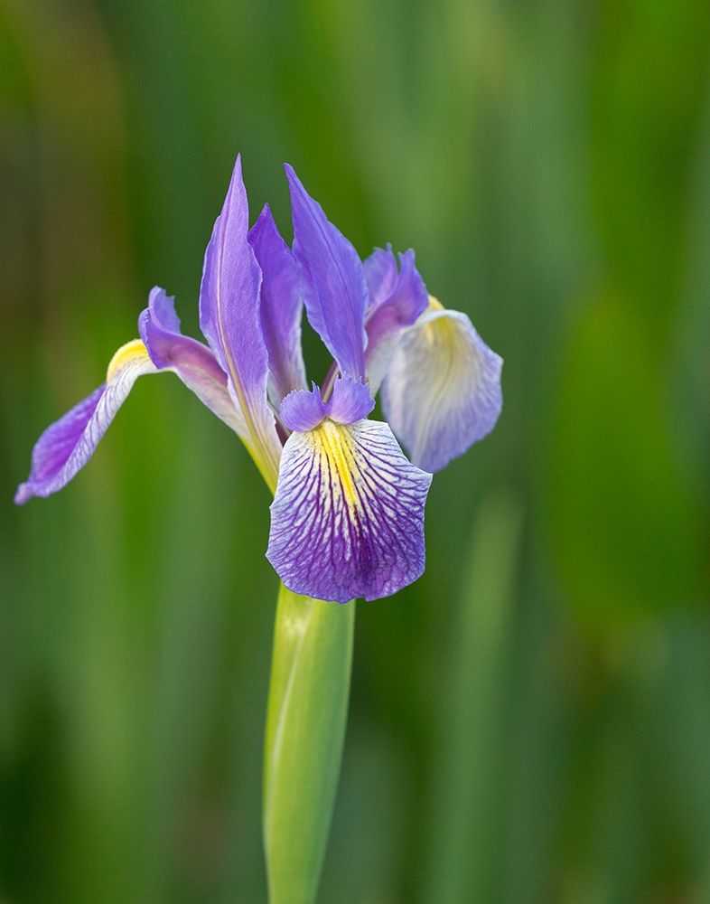 Art Print: Southern blue flag iris-Iris virginica-Loxahatchee National Wildlife Refuge-Florida