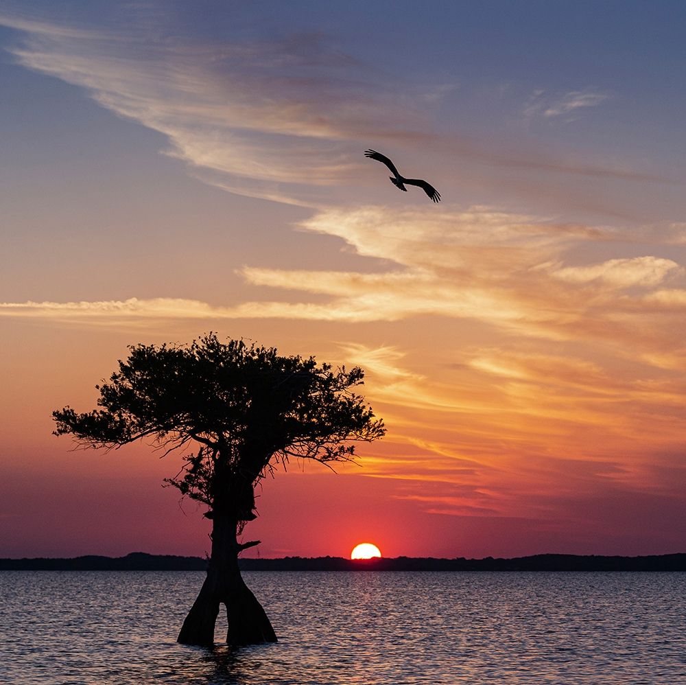 Art Print: Sunset on Blue Cypress Lake Conservation Area-Vero Beach-Florida