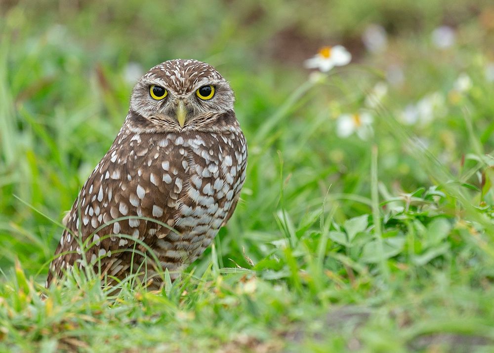 Art Print: Burrowing owl-Athene cunicularia-Florida