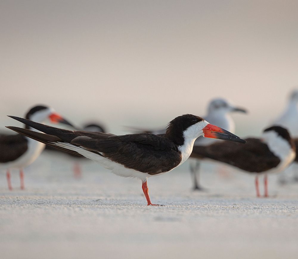 Art Print: Black Skimmers on Lido Beach-Florida