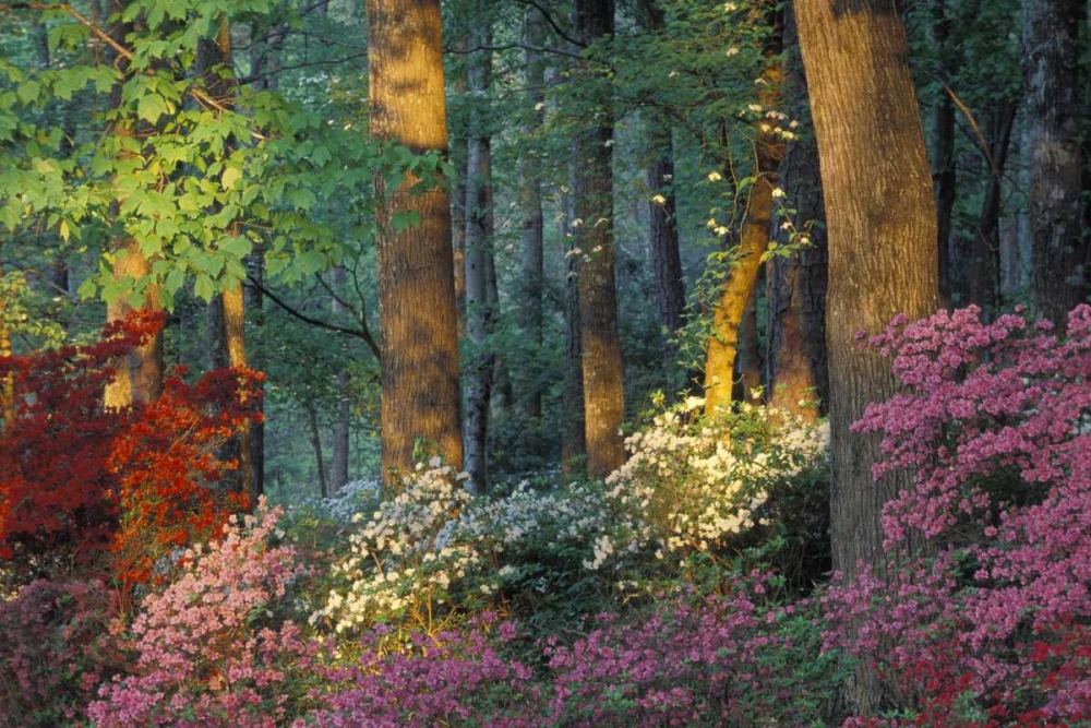 Art Print: USA, Georgia, Azalea forest