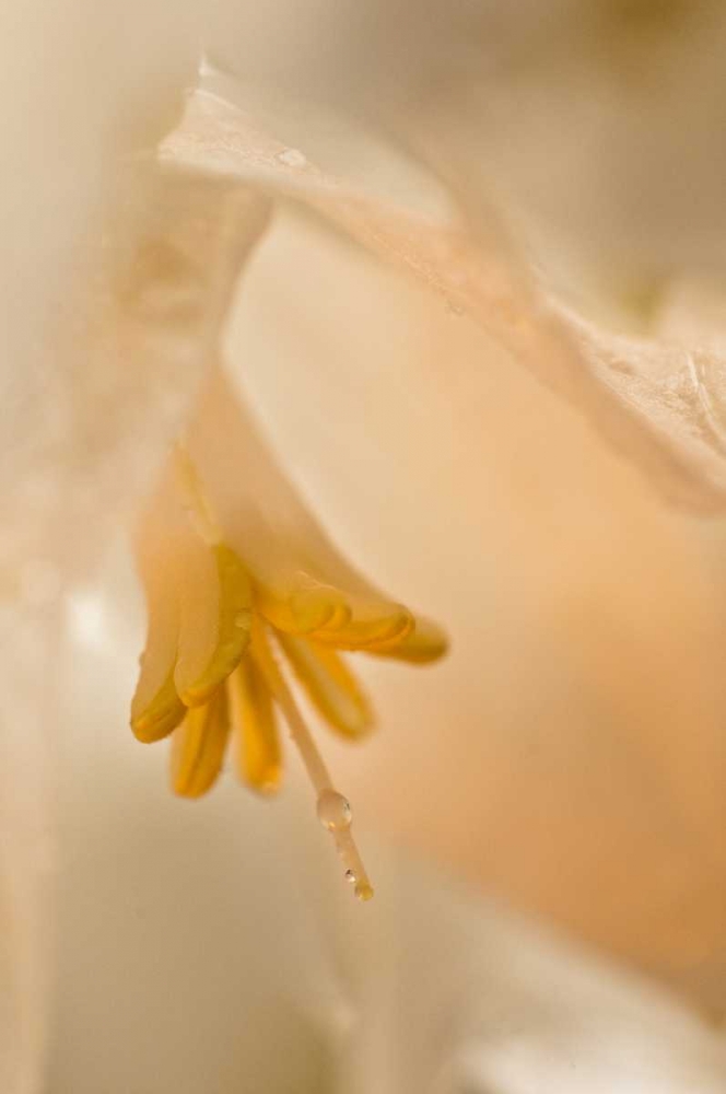 Art Print: USA, Georgia Close up of pale peach flower