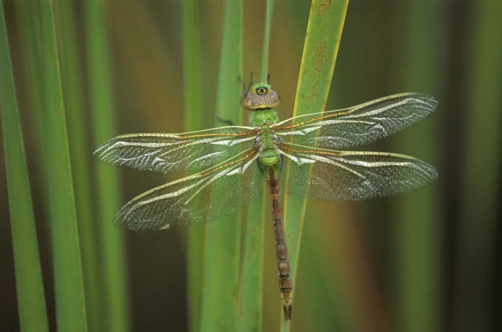 Art Print: USA, Georgia Green darner dragonfly on reeds