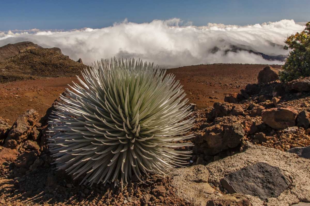 Art Print: HI, Maui, Haleakala NP Silversword plant