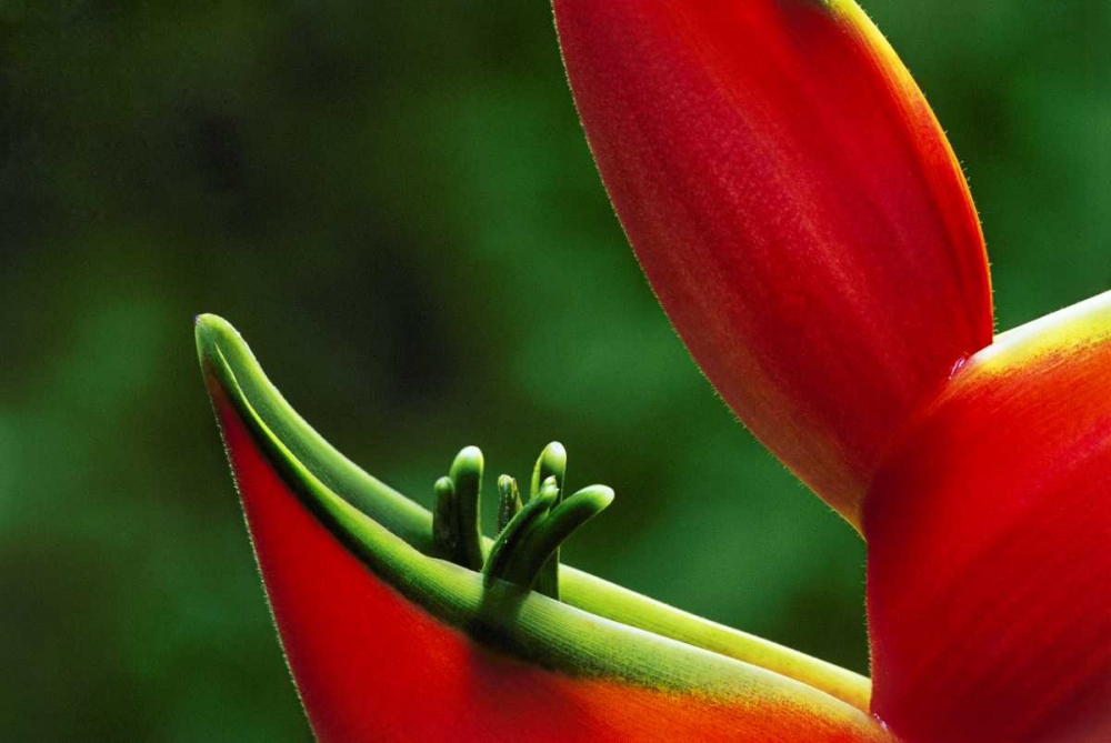Art Print: Hawaii, Hilo Heliconia flower close-up