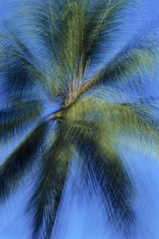 Art Print: USA, Hawaii Palm tree montage