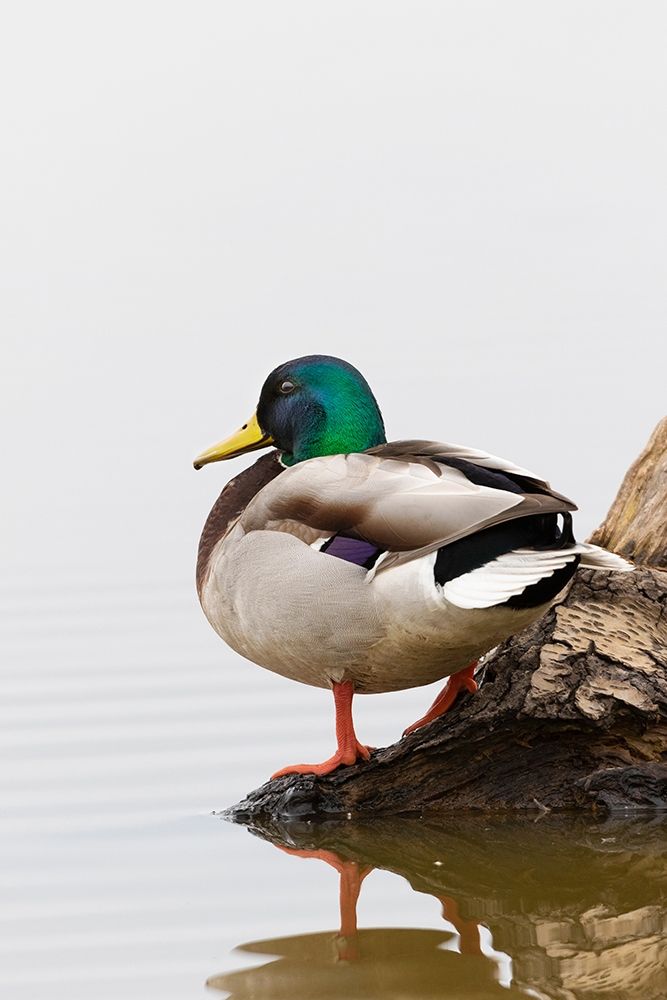 Wall Art Painting id:405476, Name: Mallard (Anas platyrhynchos) male on log in wetland-Marion County-Illinois, Artist: Day, Richard and Susan