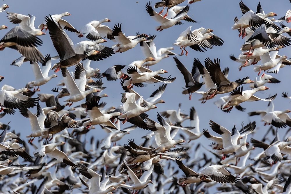 Art Print: Snow Geese (Anser caerulescens) in flight-Marion County-Illinois