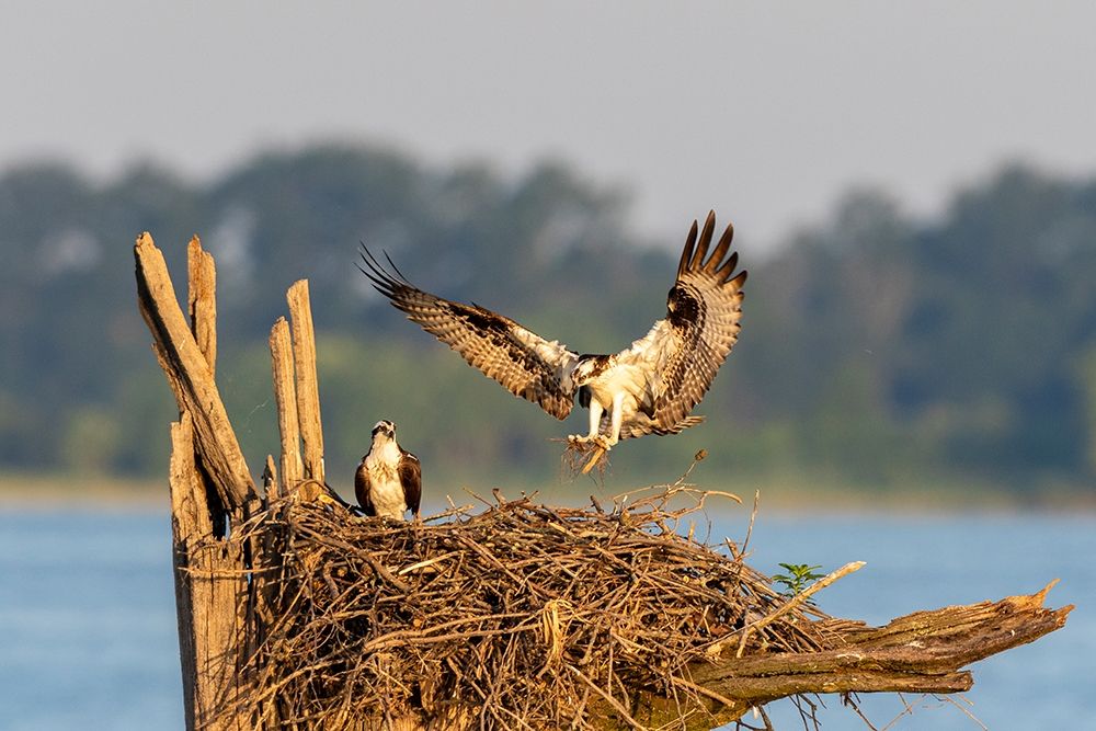 Art Print: Osprey (Pandion haliaetus) landing at nest Rend Lake Jefferson County-Illinois