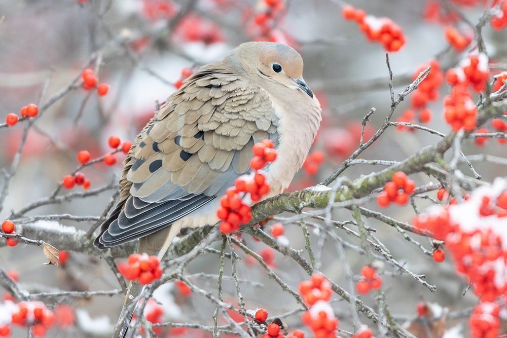 Art Print: Mourning Dove (Zenaida macroura) in Winterberry bush-Marion County-Illinois