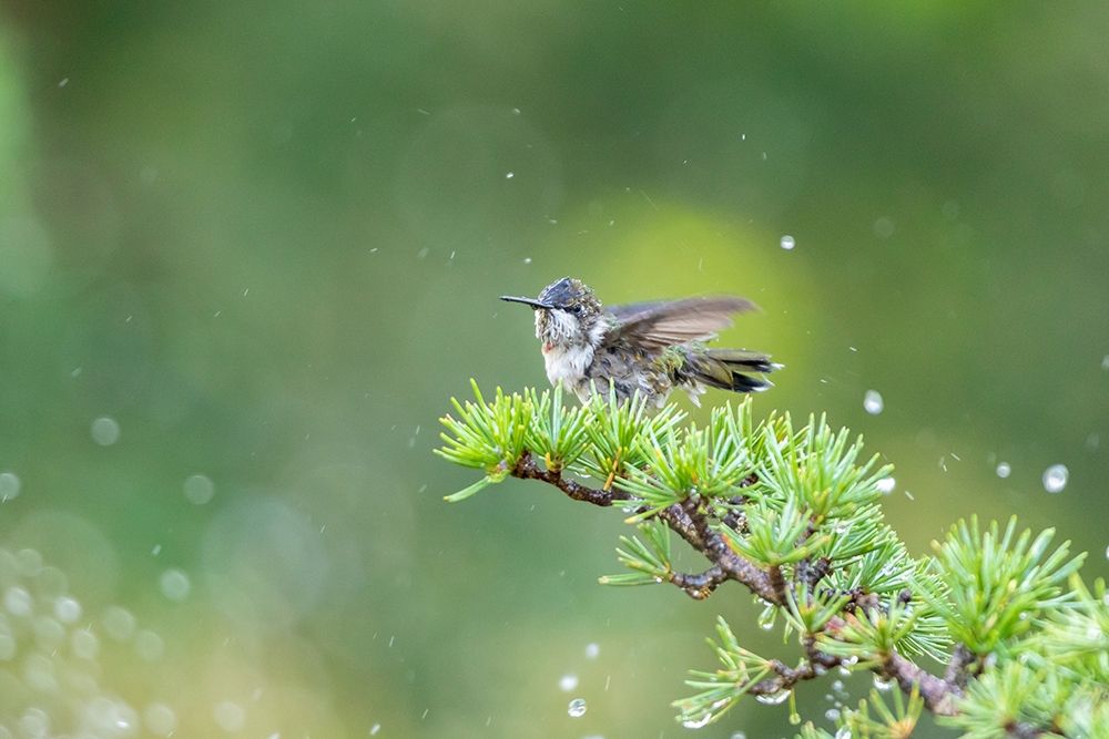 Art Print: Ruby-throated Hummingbird bathing in sprinkler-Marion County-Illinois