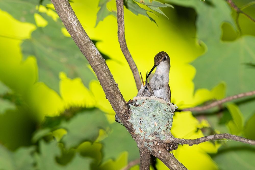 Art Print: Ruby-throated Hummingbird female feeding young at nest-Marion County-Illinois