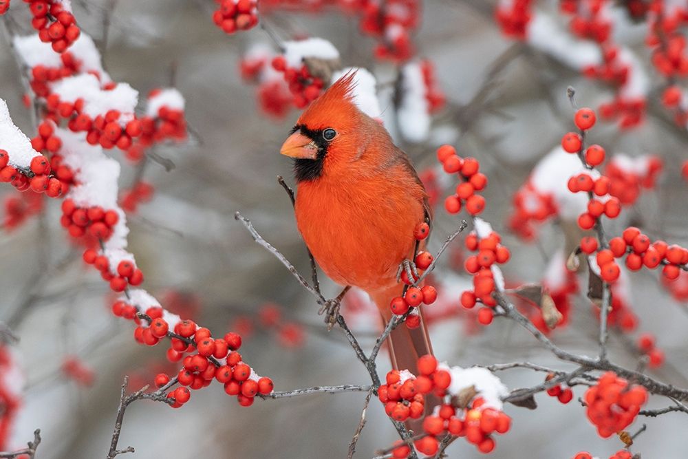 Art Print: Northern Cardinal male in Winterberry bush in winter-Marion County-Illinois