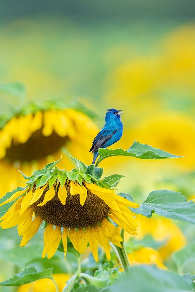 Art Print: Indigo Bunting male singing on Sunflower Sam Parr State Park Jasper County-Illinois