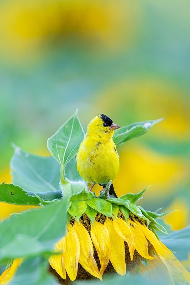 Art Print: American Goldfinch male on Sunflower Sam Parr St Pk Jasper County-Illinois