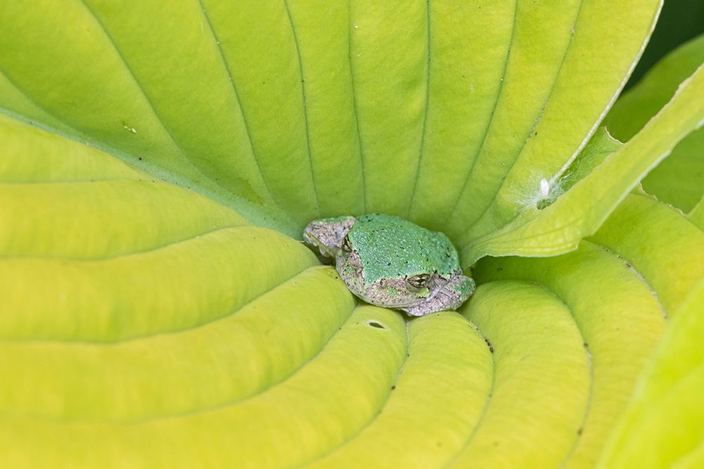 Art Print: Gray Treefrog (Hyla versicolor) in hosta leaf-Marion County-Illinois