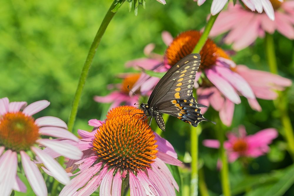 Art Print: Black Swallowtail male on Purple Coneflower -Marion County-Illinois